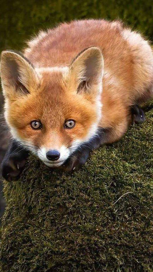 AdeaClaude's tweet photo. Persécuté par les chasseurs parce que tellement plus beau, plus gracieux et plus intelligent qu'eux...🤔 https://t.co/L1ZfHQhlcL