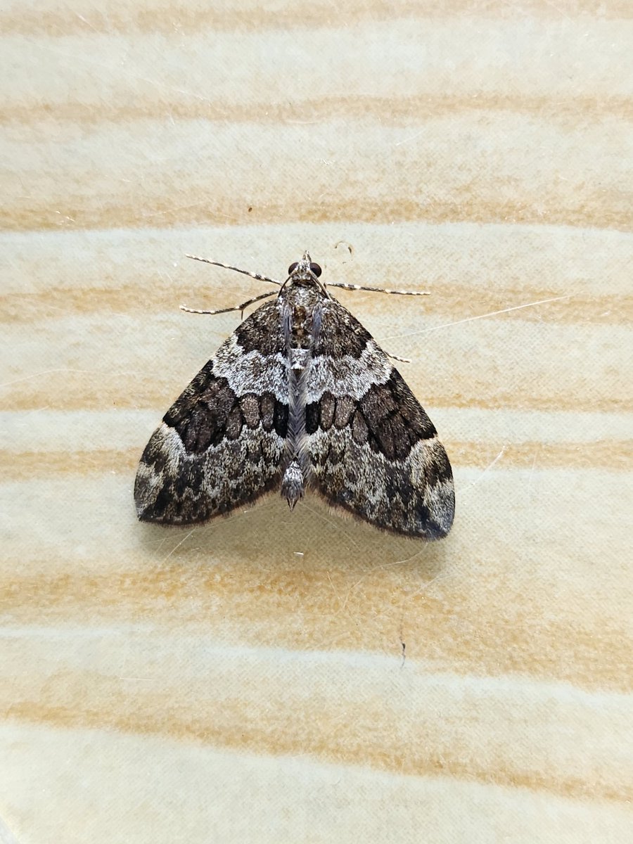 carolyn hargest (@carolynhargest) on Twitter photo ID help needed, please - this a Spruce Carpet? Edinburgh June 3 garden trap <a href="/FlyinginFordham/">Ben Sale</a> <a href="/MOTHIDUK/">UK Moth Identification</a> <a href="/MidlothianBirds/">Geoff Morgan</a> <a href="/savebutterflies/">Butterfly Conservation 🦋</a> ID help needed, please - this a Spruce Carpet? Edinburgh June 3 garden trap <a href="/FlyinginFordham/">Ben Sale</a> <a href="/MOTHIDUK/">UK Moth Identification</a> <a href="/MidlothianBirds/">Geoff Morgan</a> <a href="/savebutterflies/">Butterfly Conservation 🦋</a>