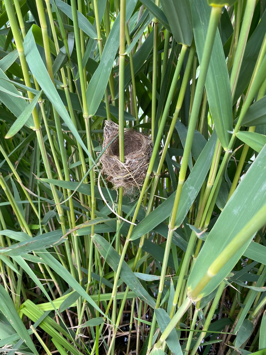 Lynn Dicks (@lynndicks) on Twitter photo Trimming reeds at this time of year can be fatal. This reed warbler nest was mid-reedbed last week, now abandoned & the chicks died (tiny corpses removed for pic). Amazing how they attach nests to reeds with spider silk. Found by <a href="/JackShutt8/">Jack Shutt</a> <a href="/CLR_Cambridge/">Centre for Landscape Regeneration</a> <a href="/CamZoology/">Dept of Zoology</a> Trimming reeds at this time of year can be fatal. This reed warbler nest was mid-reedbed last week, now abandoned & the chicks died (tiny corpses removed for pic). Amazing how they attach nests to reeds with spider silk. Found by <a href="/JackShutt8/">Jack Shutt</a> <a href="/CLR_Cambridge/">Centre for Landscape Regeneration</a> <a href="/CamZoology/">Dept of Zoology</a>