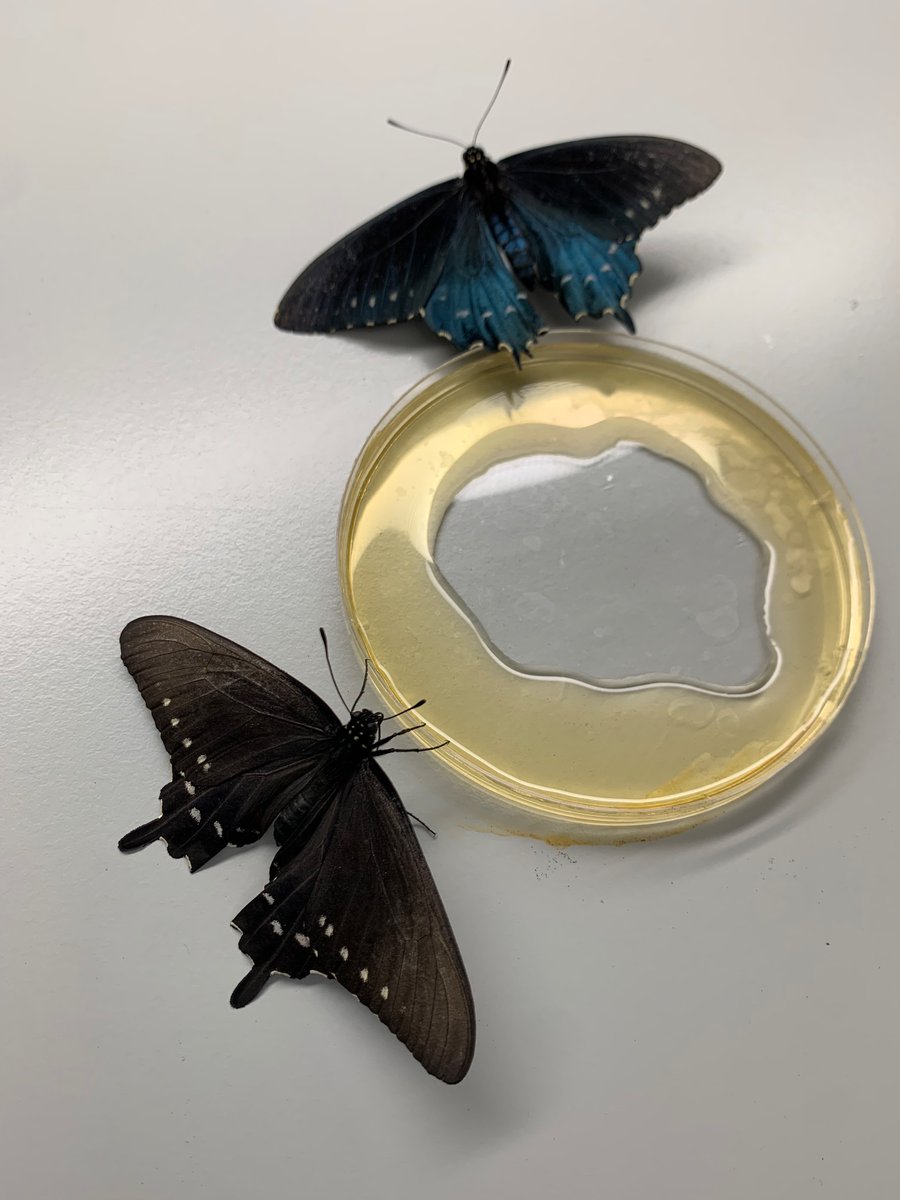 New babies in the lab!