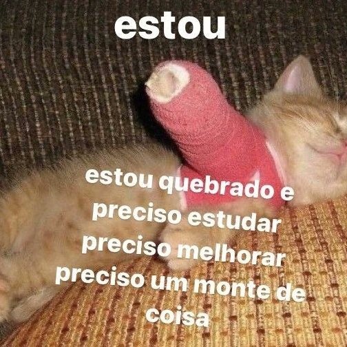 perfil dedicado a gatinhos e peitos tweet media