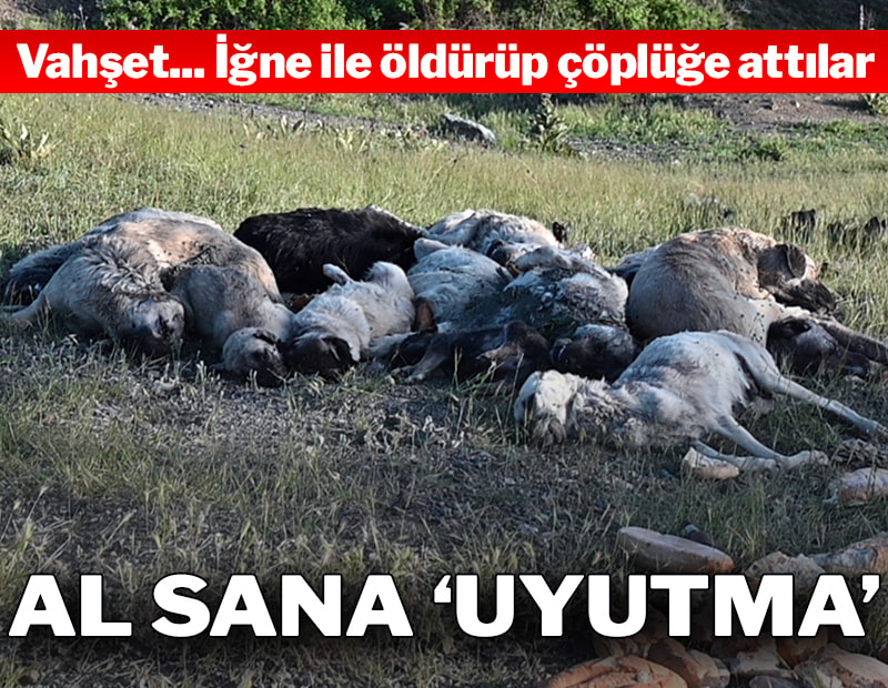 gazetesozcu's tweet photo. Vahşet! 20'den fazla köpeği iğne ile öldürdüler
https://t.co/MrLDDN7ZAi https://t.co/TVMhd08GzZ