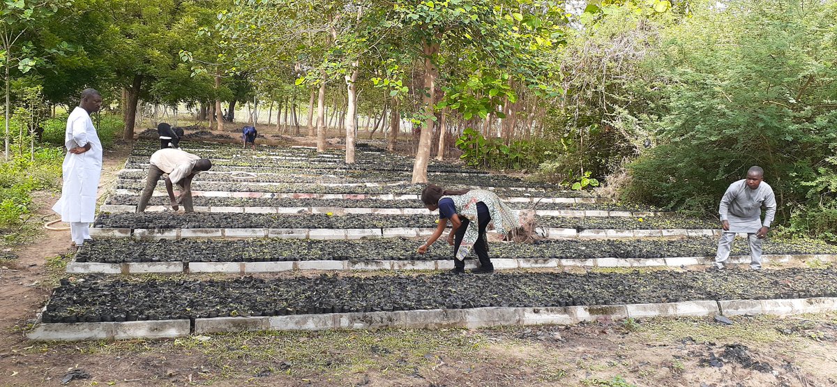 FRINOFFICIAL's tweet photo. Seedlings production in Northern Guinea Savanna Research Station, Nassarawa; an outstation under Forestry Research Institute of Nigeria.
#FRIN #forestryislife #forestrylife #forestryeverywhere #forestresearch #forest๐ฒ https://t.co/gAr50X0ZO8