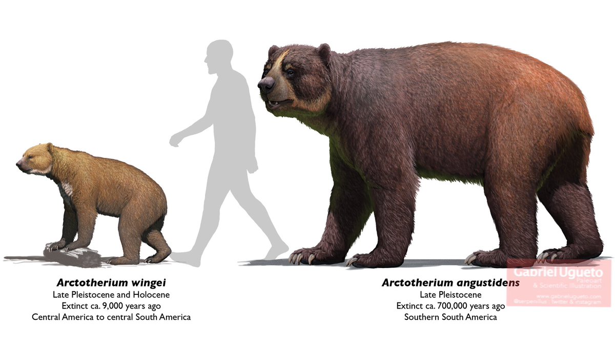 Extinct South American bears, including the largest bear 🐻