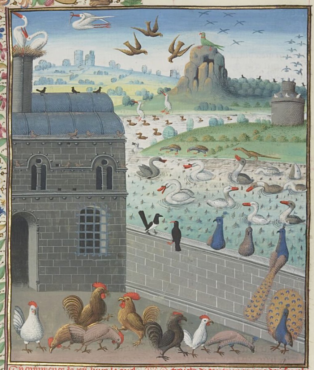 red_loeb's tweet photo. A rich diversity of birds....
BnF MS Français 9140; De proprietatibus rerum, Bartholomeus Anglicus, translated by Jean Corbichon; 15th century; f.211r @GallicaBnF https://t.co/Tt6F2hr552