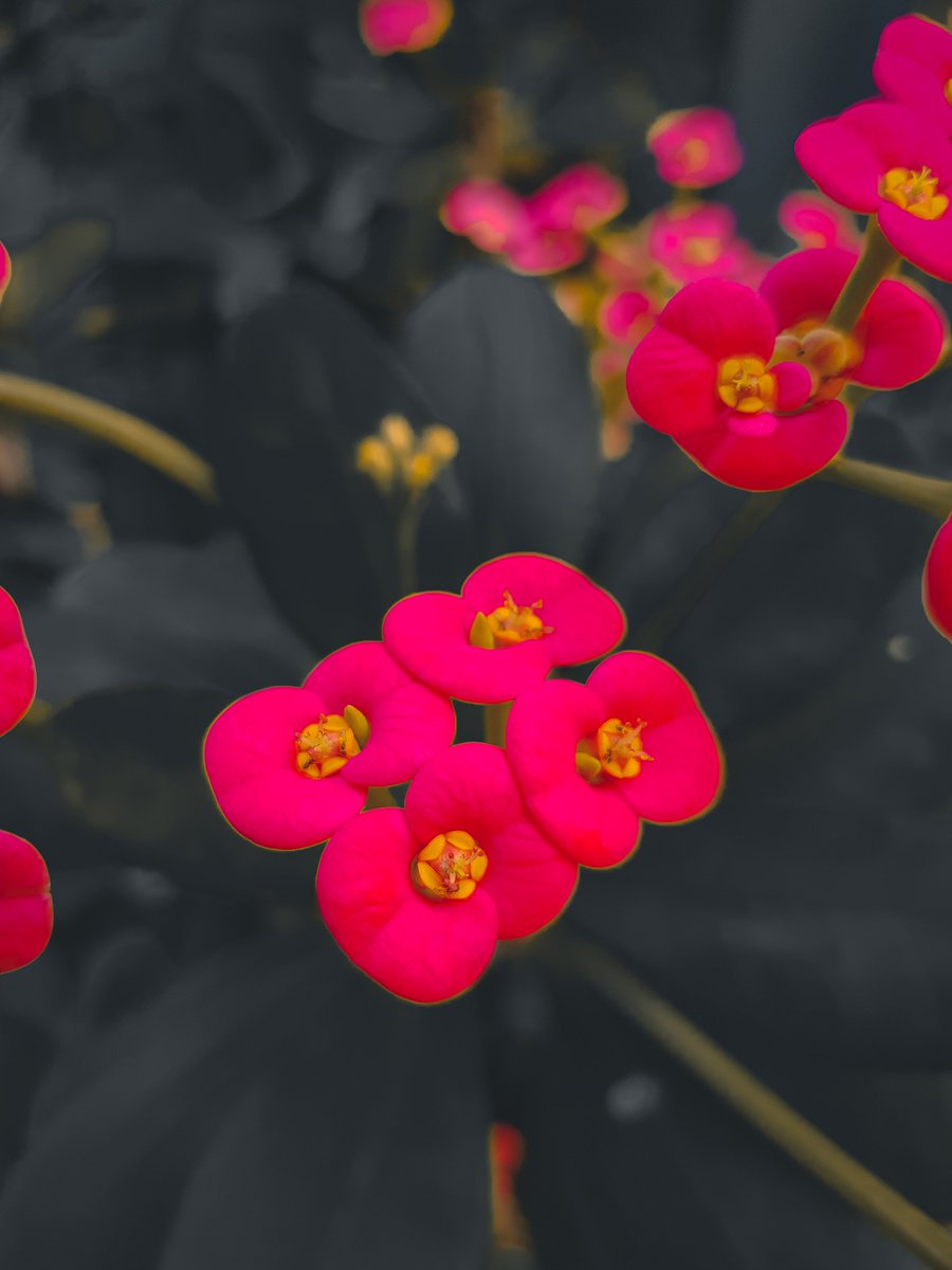 MiDhun7531's tweet photo. #lightroom #lightroomedits #preset #vintagestyle #moody #moodytone #moodyedits #flowerphotography #flower #smell #good #earth #NatureBeaury #naturelove #naturescenery https://t.co/jdUtUlfbbe