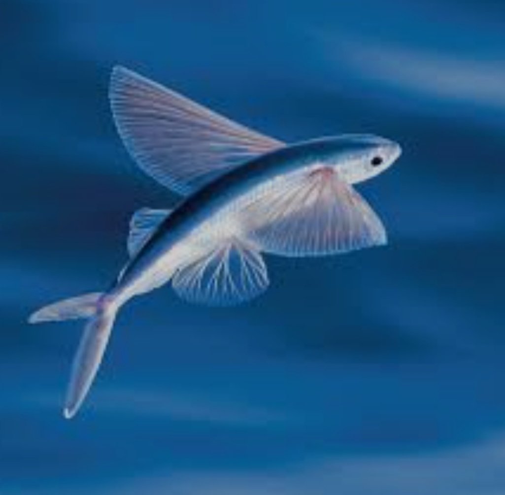 shamsulalamso's tweet photo. flying fish 🐬🐬 https://t.co/pqsnsHOawB