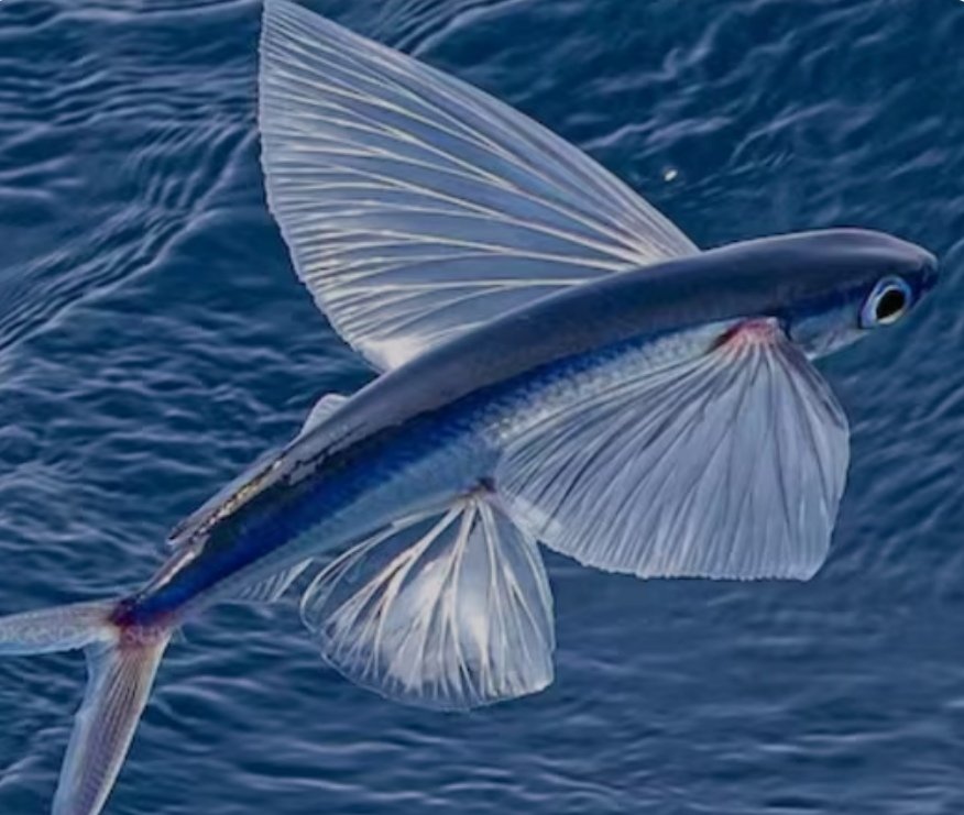shamsulalamso's tweet photo. flying fish 🐬🐬 https://t.co/pqsnsHOawB