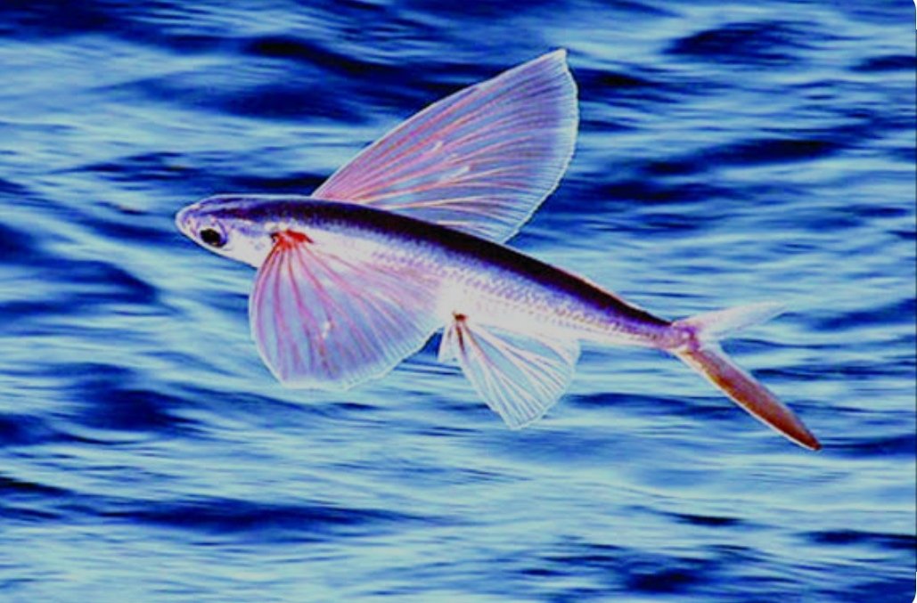 shamsulalamso's tweet photo. flying fish 🐬🐬 https://t.co/pqsnsHOawB