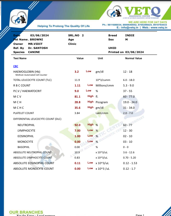 TheViditsharma's tweet image. The reports are heartbreaking. This dog is suffering from kidney disease, and his hemoglobin is dangerously low. His health parameters are deteriorating rapidly. Please keep him in your kind prayers.  #PrayForHealing #AnimalWelfare #CompassionNeeded