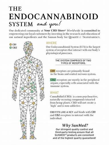 jameshollinwor3's tweet image. This explains it pretty well
#endocannabinoid