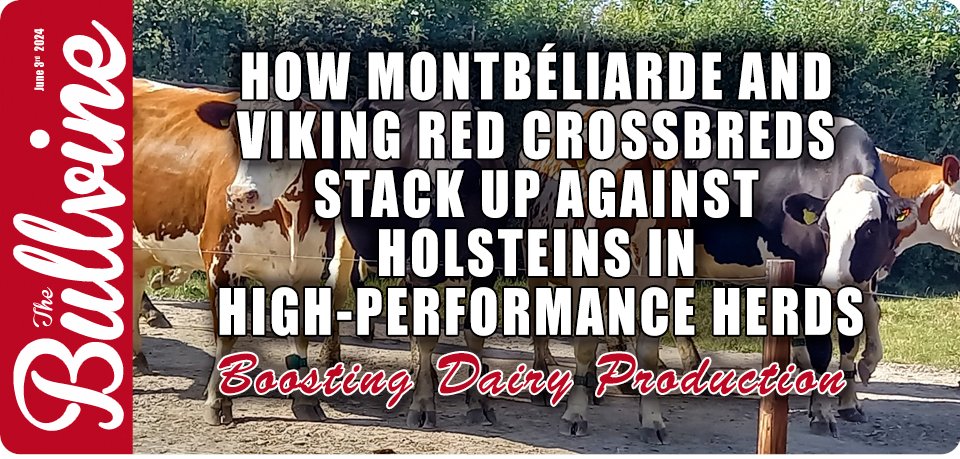How Montbéliarde and Viking Red Crossbreds Stack Up Against Holsteins in High-Performance Herds

Explore the advantages of Montbéliarde and Viking Red crossbreds over Holsteins in dairy production. Could crossbreeding be the secret to elevating your herd’s performance?

 ...