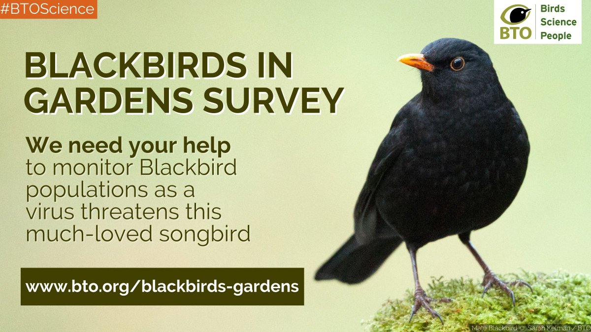1/ We need your help! 📢 Blackbirds are being threatened by the Usutu virus, so we’ve launched a new survey to understand the likely risk factors &amp; how to mitigate them. Sign up to take part ➡️ bto.org/blackbirds-gar… &amp; discover more.⬇️ #CitizenScience