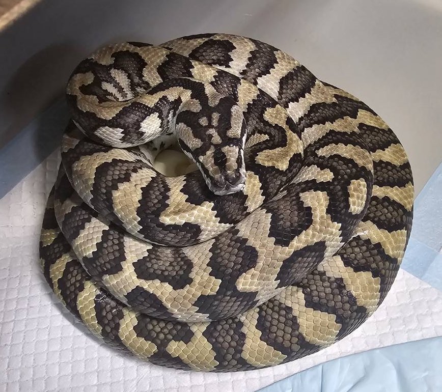 CarpetSP777's tweet image. 今年新調したインキュベーターだと足りなかったのでまた新調します😌
今年もとんぶり&ぶりくら出店致しますので宜しくお願い致します❤️
詳細は後日またご報告させて頂きます🙇
#カーペットパイソン 
#carpetpython