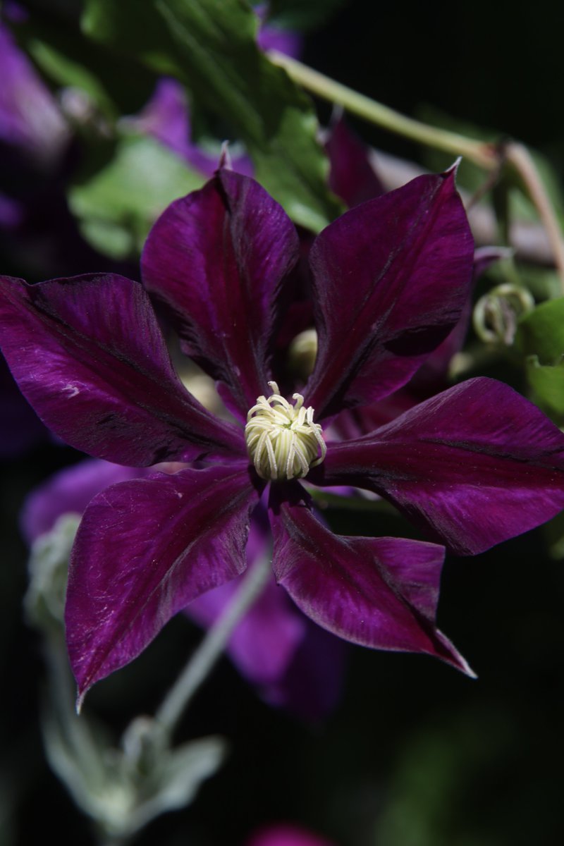 Clematis ☺️ 

#Photography #Flowers #Clematis