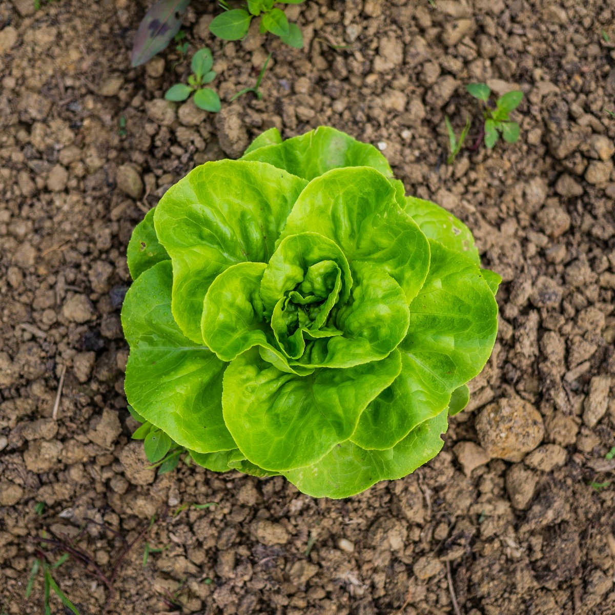 DalesidePlants's tweet photo. TOP TIP: For a continuous supply of fresh salad and vegetables, sow at regular intervals throughout the summer  Photo by Quaritsch Photography on Unsplash https://t.co/kj7oNcFdqo