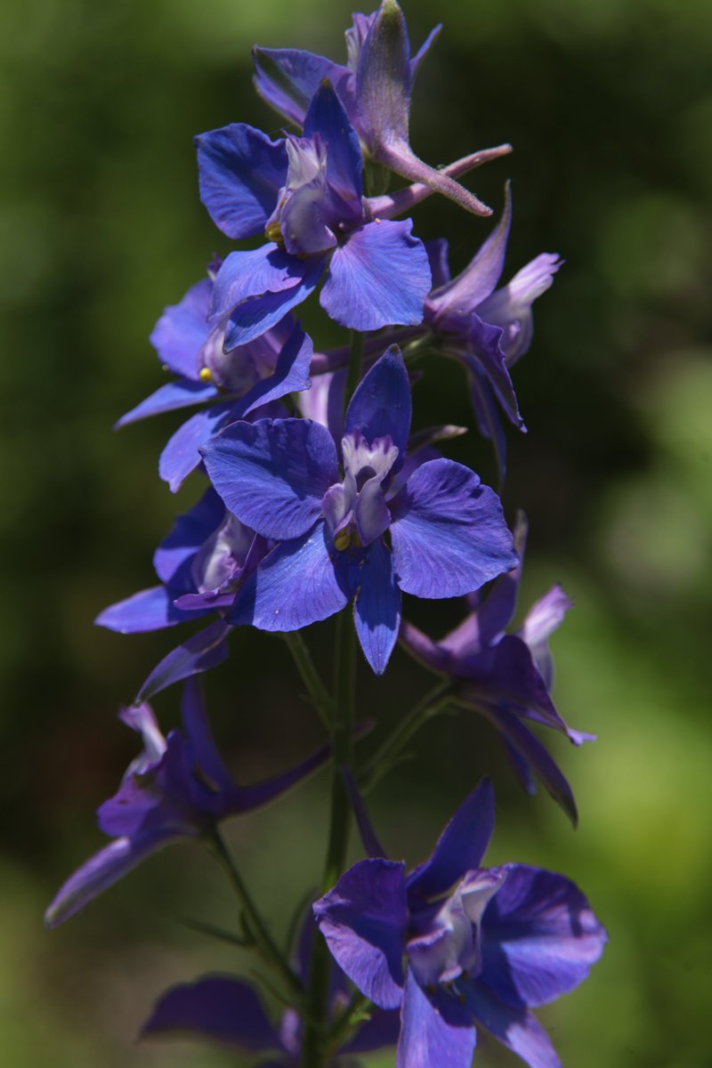 Larkspur 😇

#Photography #Flowers #Larkspur