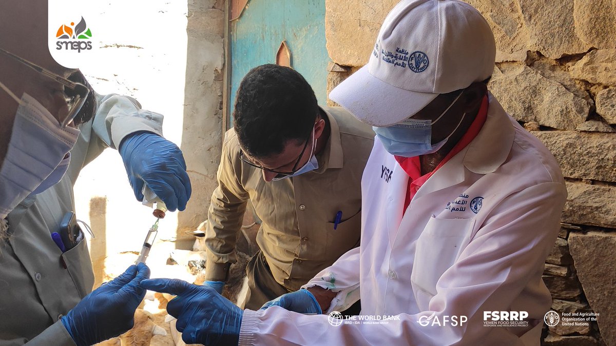 SMEPSYEMEN's tweet photo. Enhancing Food Security in Yemen! 🥛
SMEPS conducted a training, in #Ataq District, in a variety of practical skills, including fodder cubes' preparation, animals’ treatment, water trough constructions and other activities. 🐏🐄💉
This technical training, as part of the qualifying workshop program, for 31 livestock filed consultants 🧈🤵 from 6 governorates is aimed to enhance their skills to increase dairy production & reduce animal mortality rate through improved veterinary care.
#FSRRP project implemented by #SMEPS in partnership with @FAOYemen , funded by @WorldBankMENA.