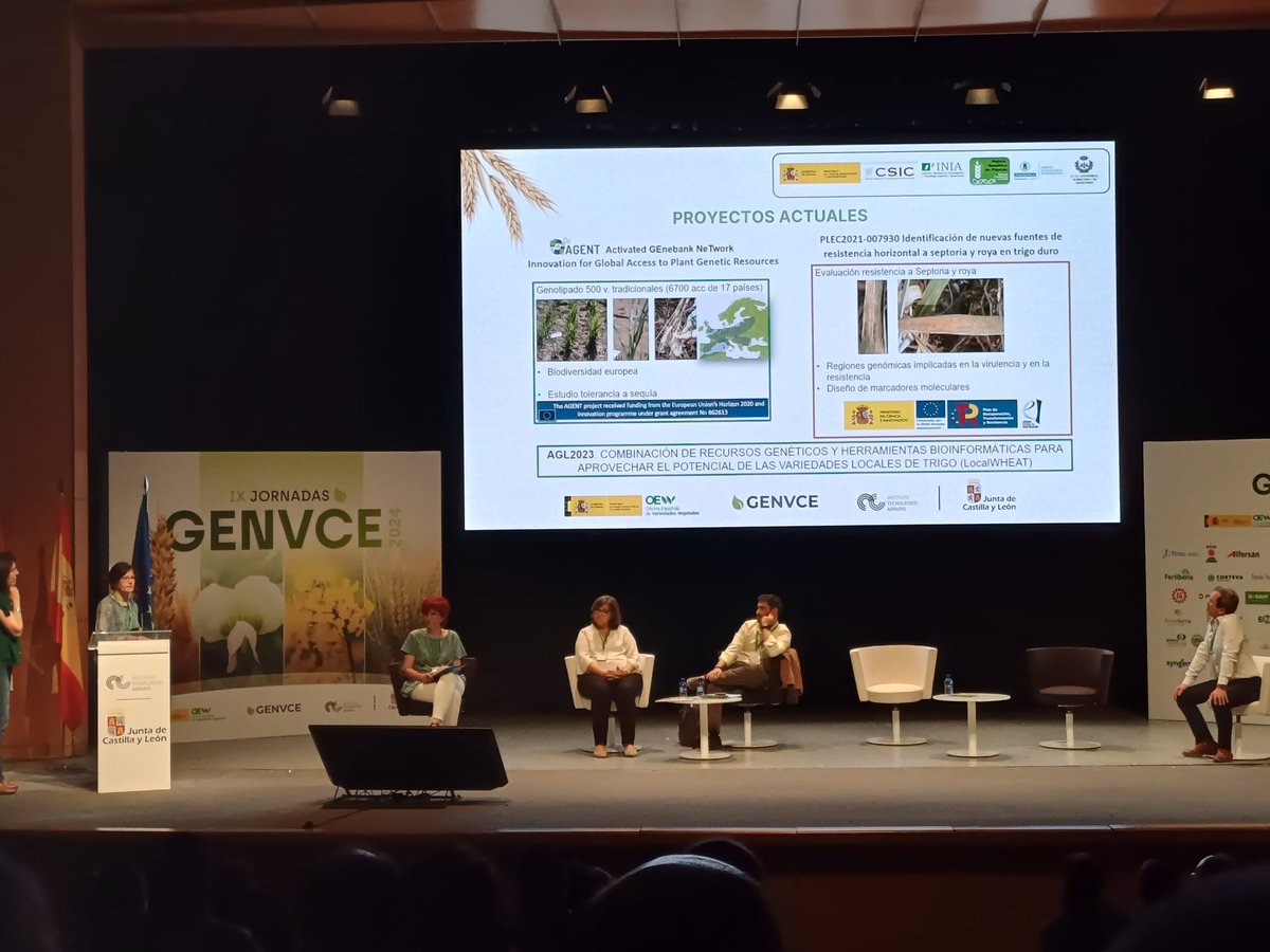 INIA_es's tweet photo. Patricia Giraldo @etsiaab y Magdalena Ruiz @INIA_es mostraron en @GENVCE  la riqueza de las variedades locales de trigo y explicaron los proyectos #AGENTproject y PLEC2021-007930 en los que participa el #INIA_CSIC #jornadasgenvce2024 #innovaciónAgrícola #sostenibilidad https://t.co/hwvyBNqhTz