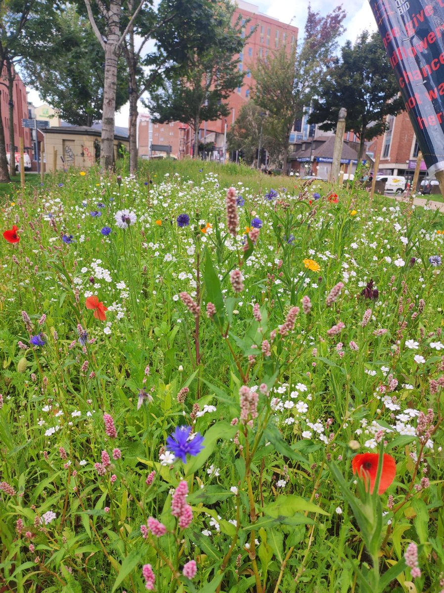 LinenQuarterBID's tweet photo. Meadow Monday! πΈ π΅οΈ
For day 3 of the #30DaysWild Challenge, we are carrying out some maintenance of our Wildflower Meadow at #BankmoreSquare, cultivating a beautiful floral display for both people & pollinators to enjoy! π π¦ https://t.co/PQumV1anPT