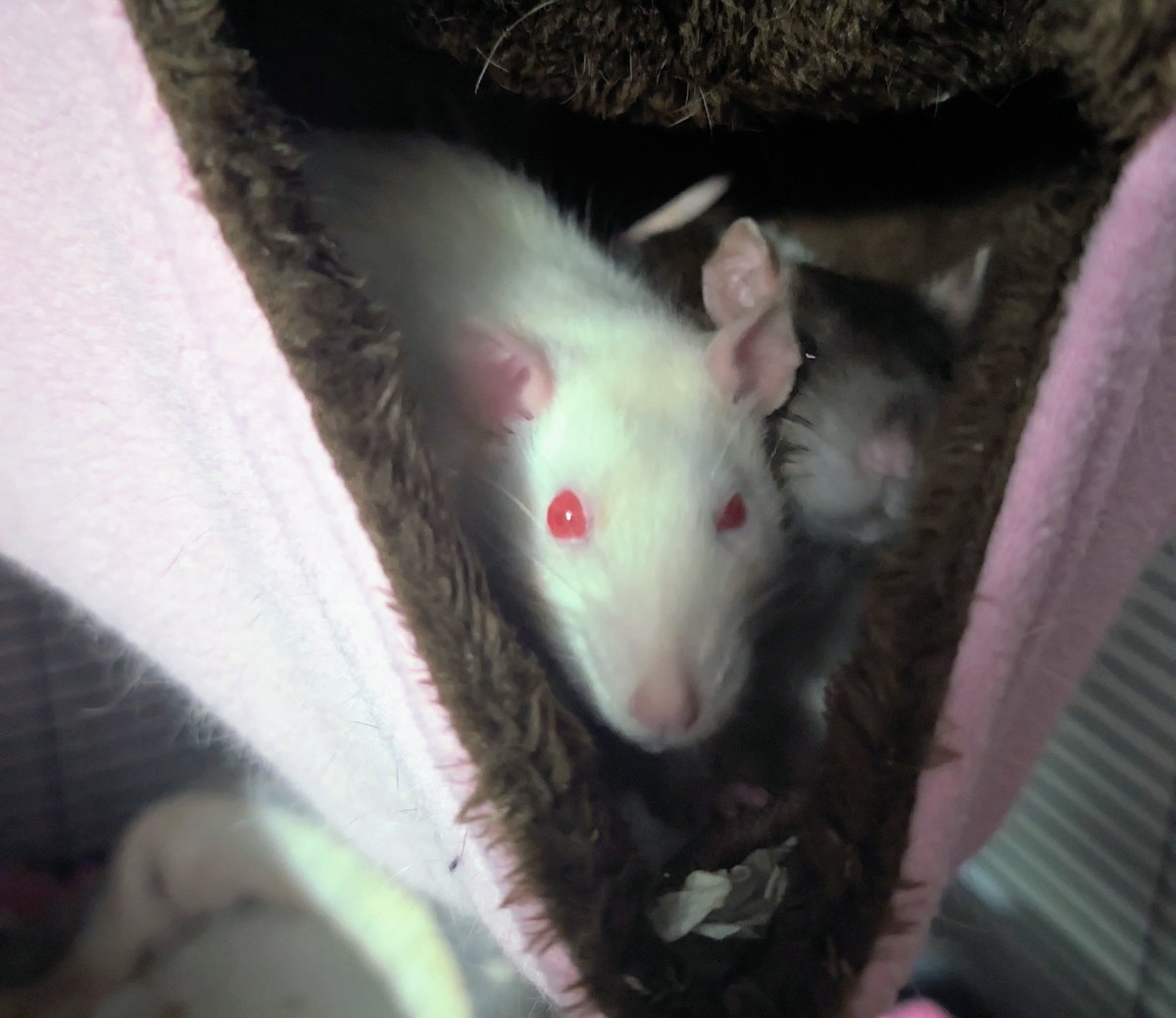 Deep clean day, the girls are reluctant to leave the cozy hammock, just out of sight is another two snuggled in behind.