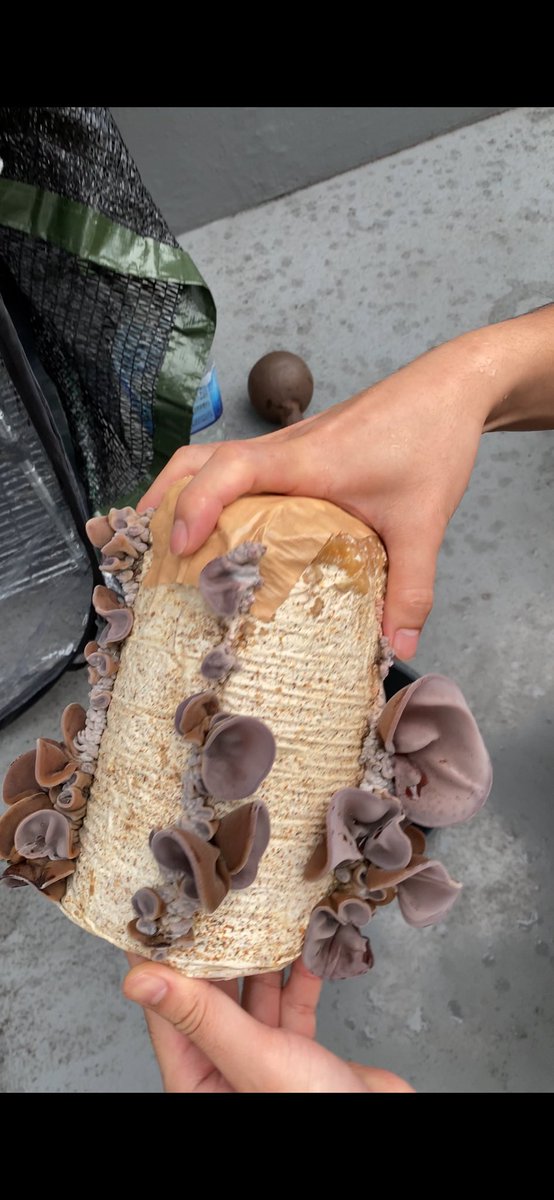 キクラゲの成長早すぎて梱包追いつかない！？
初めて生キクラゲの刺身食べてみたけど
確かにプリコリで美味かった笑

#キクラゲ #生キクラゲ #栽培