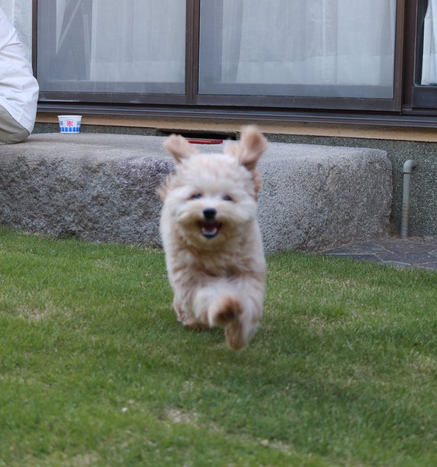 pucchi_ham's tweet photo. ブレブレ https://t.co/mVDXh4ihH5