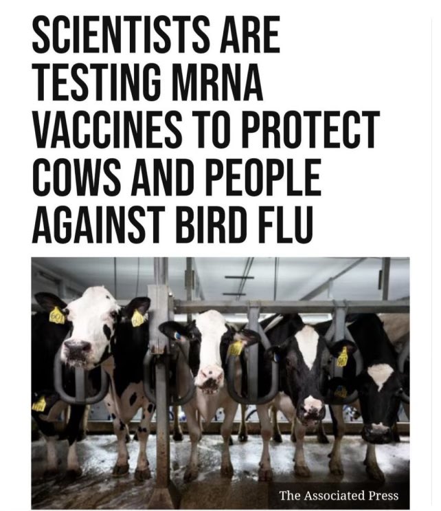 Fynnderella1's tweet image. Ultimately, they will get our food, regardless. Presently, the Cattleman’s’ Assoc. continues to push back on using this (modmRNA) platform with no shut-off switch, in cattle, but typically, when you decide against what they want, they find a way to regulate it into