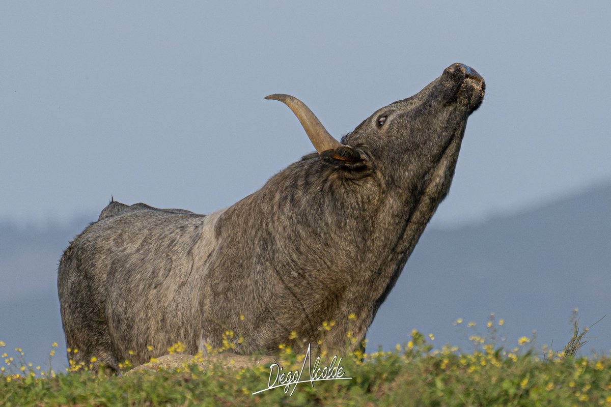DIEGOALCALDE1's tweet photo. Buenos días. Lunes sin toros y empezamos una semana bonita con 3 ganaderías de un encaste diferente.

#JoseEscolar
#VictorinoMartin
#AdolfoMartin https://t.co/3sAEwWGj09