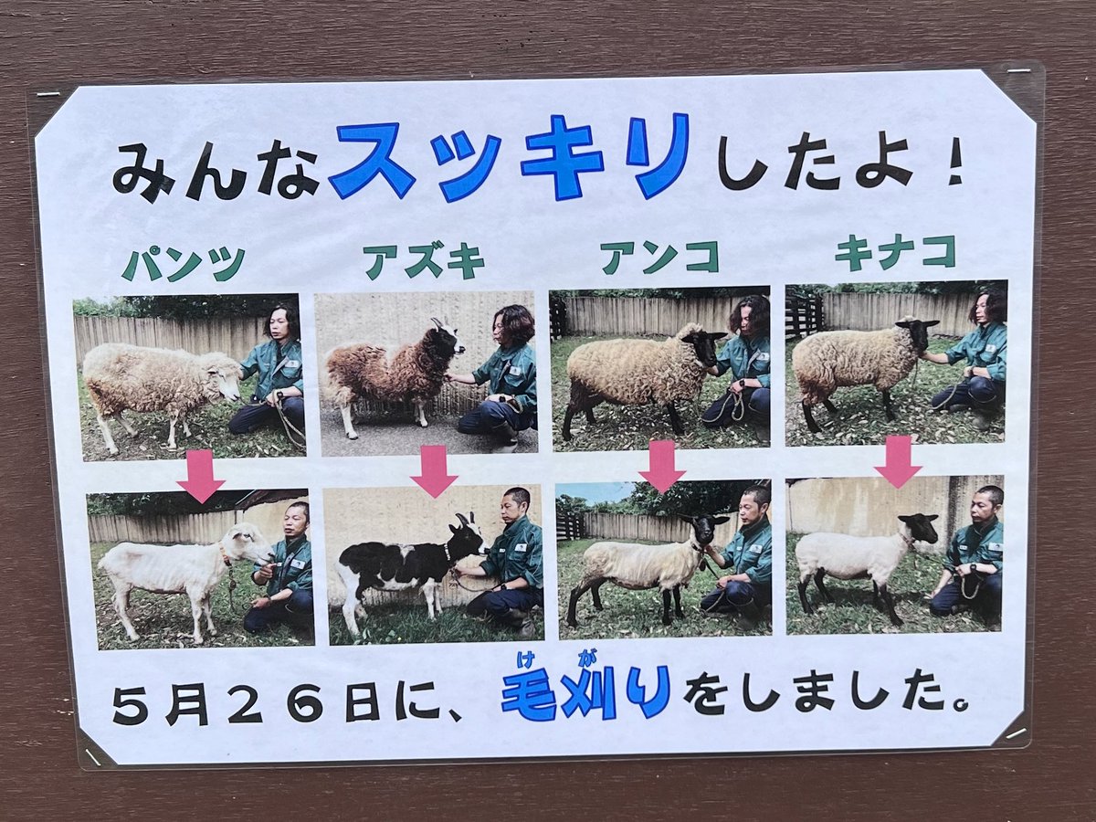kanazawakitecho's tweet photo. 毛刈りのbefore→afterの写真なんだけど、羊だけじゃなくて飼育員さんもスッキリ毛刈りしてる。
#金沢動物園 #毛刈り https://t.co/qdIiMHUlKk