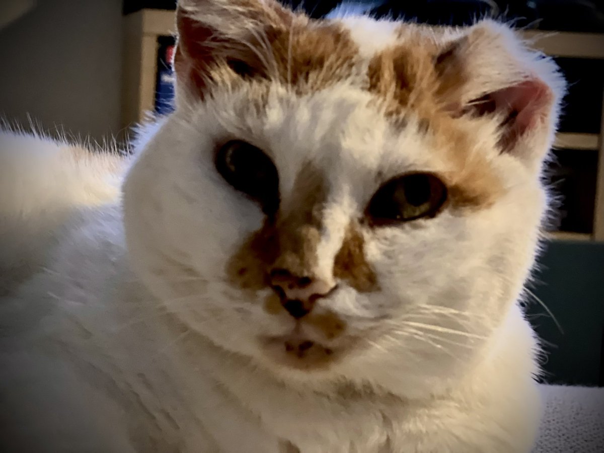 I tried explaining Kubernetes to my cat. Now she just stares at me like she understands more than I do.