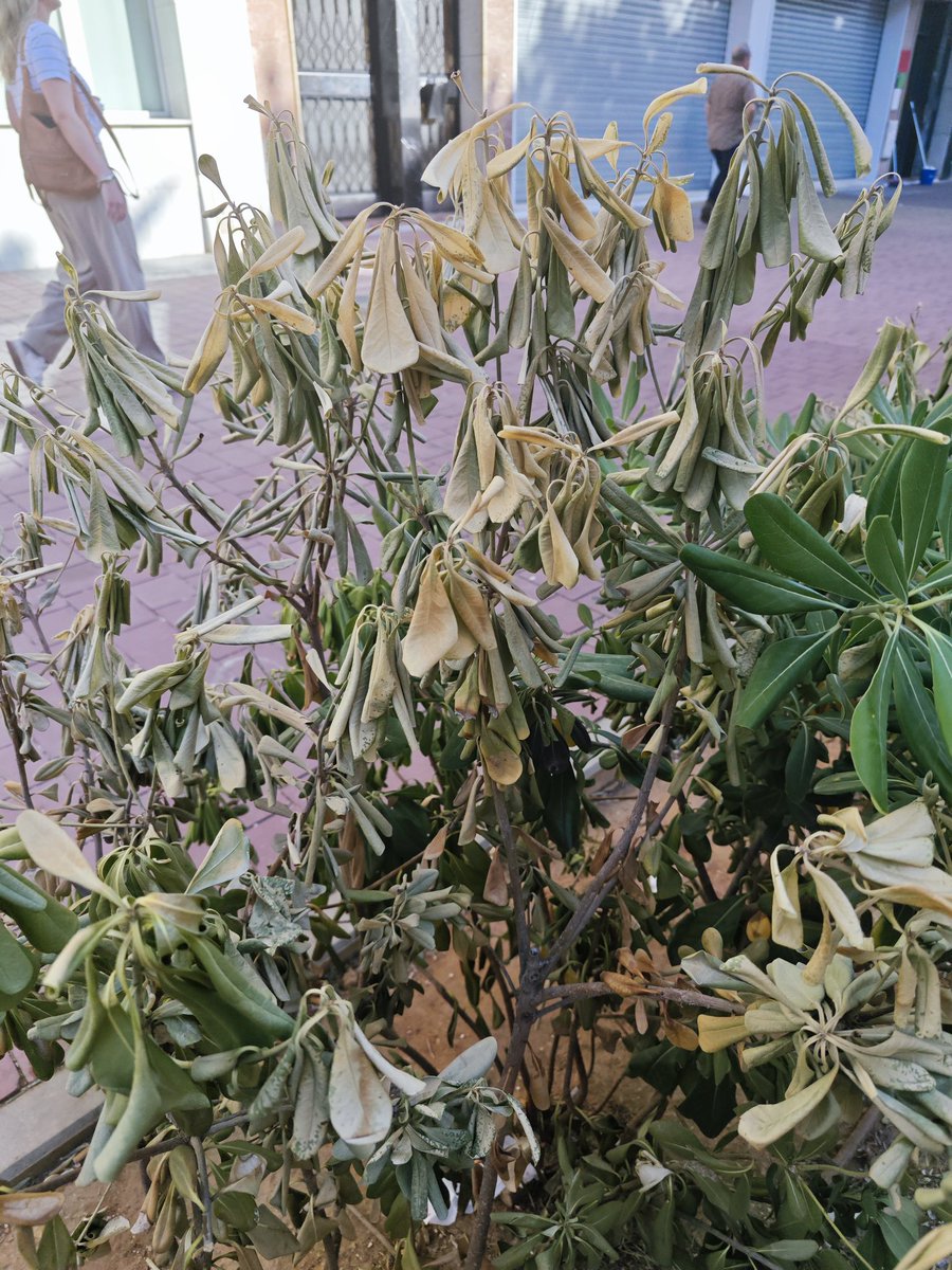 svqdigna's tweet photo. Lleva más de 2 meses sin llover en Sevilla y en Cruz Roja ya están muriendo arbustos y arboles por la falta de riego. Y aún no ha comenzado el verano. Si no se pone solución, en Septiembre solo quedará arena y polvo https://t.co/oh6JKpfnRs
