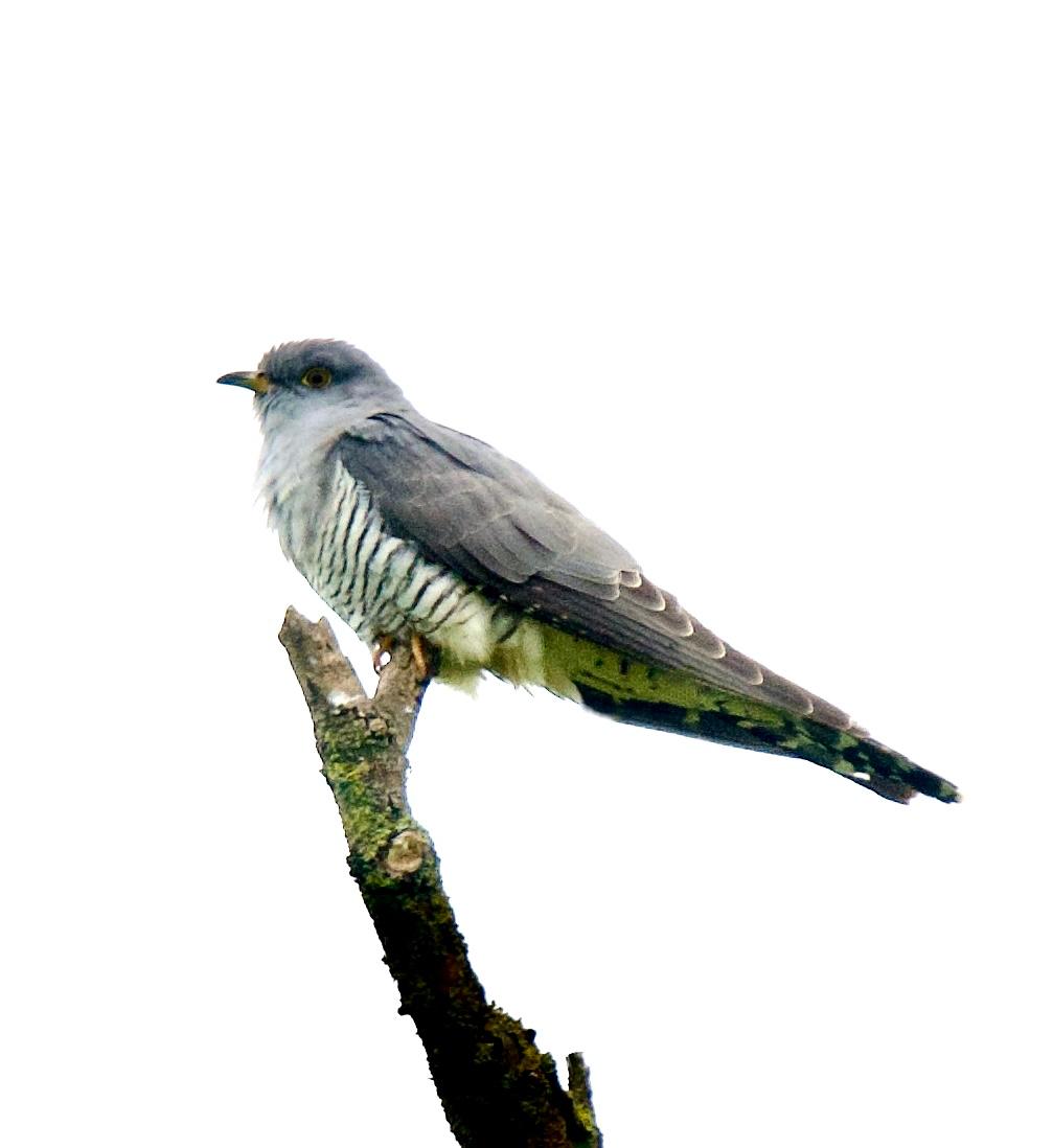 Please note that car park access track will be smoothed out &amp; re-graded later this week, likely to be on Thursday or Friday (will try &amp; confirm nearer the time!) The track &amp; car park will be closed for the whole day whilst work is happening. Barn Owl &amp; Cuckoo taken by Ian Hicks