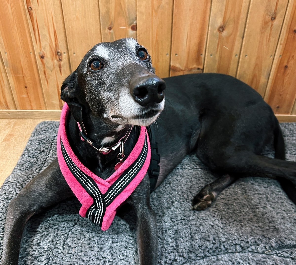 Twenty Pence Garden Centre tweet media