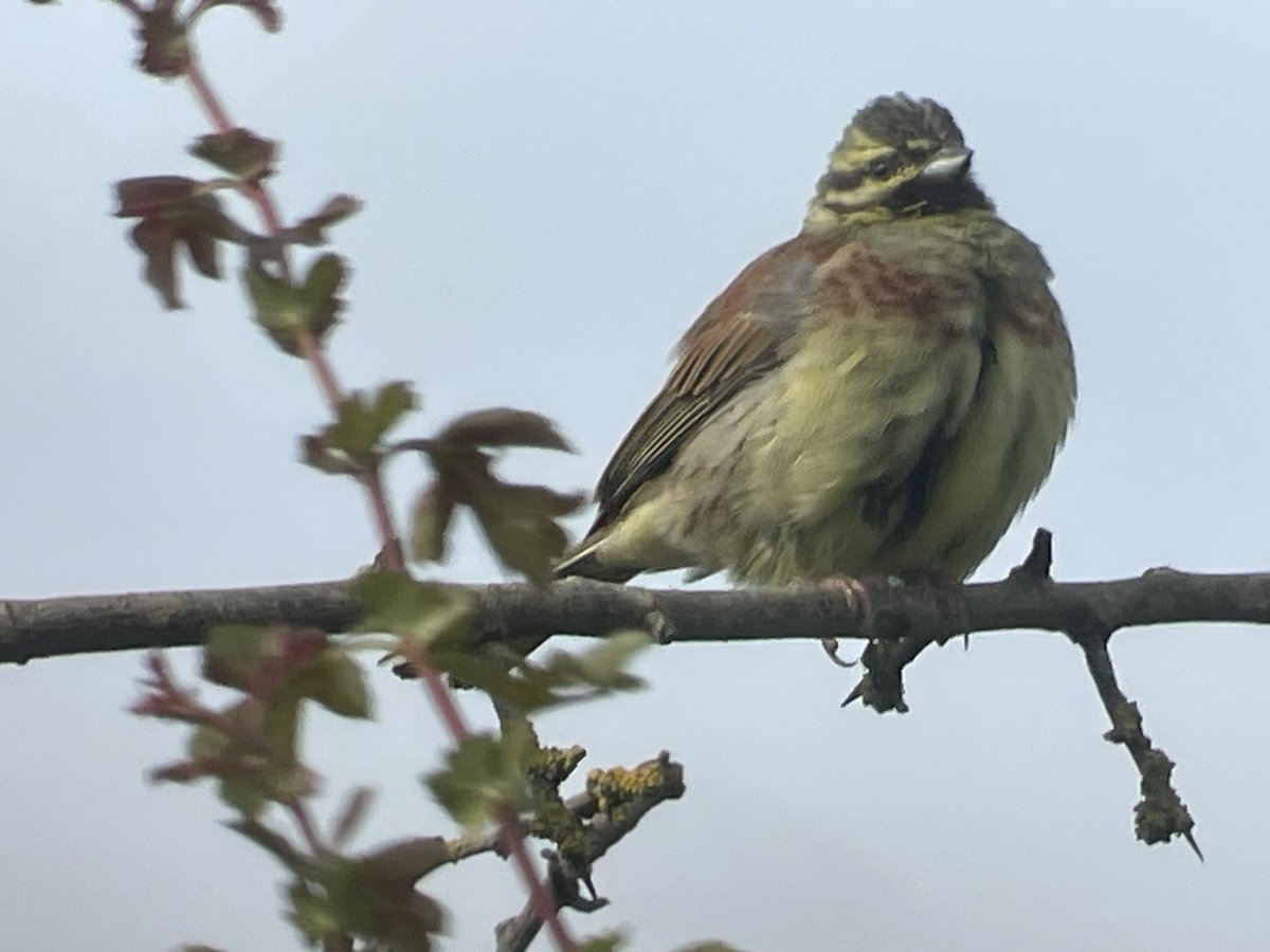 GarryBagnell's tweet photo. Unbelievable that Cirl Buntings breed in Sussex up to 1980. There’s been a few since but most importantly it becomes my #336th Sussex ✔️and #394th Southeast ✔️
Just need an English ✔️ now.
Extract from The Birds Of Sussex BTO book. https://t.co/x4vhtrw3tj