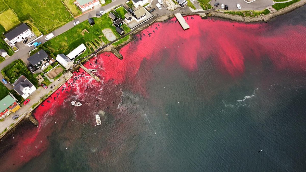 Stop_the_Grind's tweet photo. 😪The second grind of the year took place in Hvannasund on Saturday June 1st. The brutality of this hunt exceeded anything we have ever documented before, as a pod of more than 200 pilot whales was hunted and driven for hours and later divided. Read more: https://t.co/Dw376D5z82 https://t.co/skDPShZ5NC