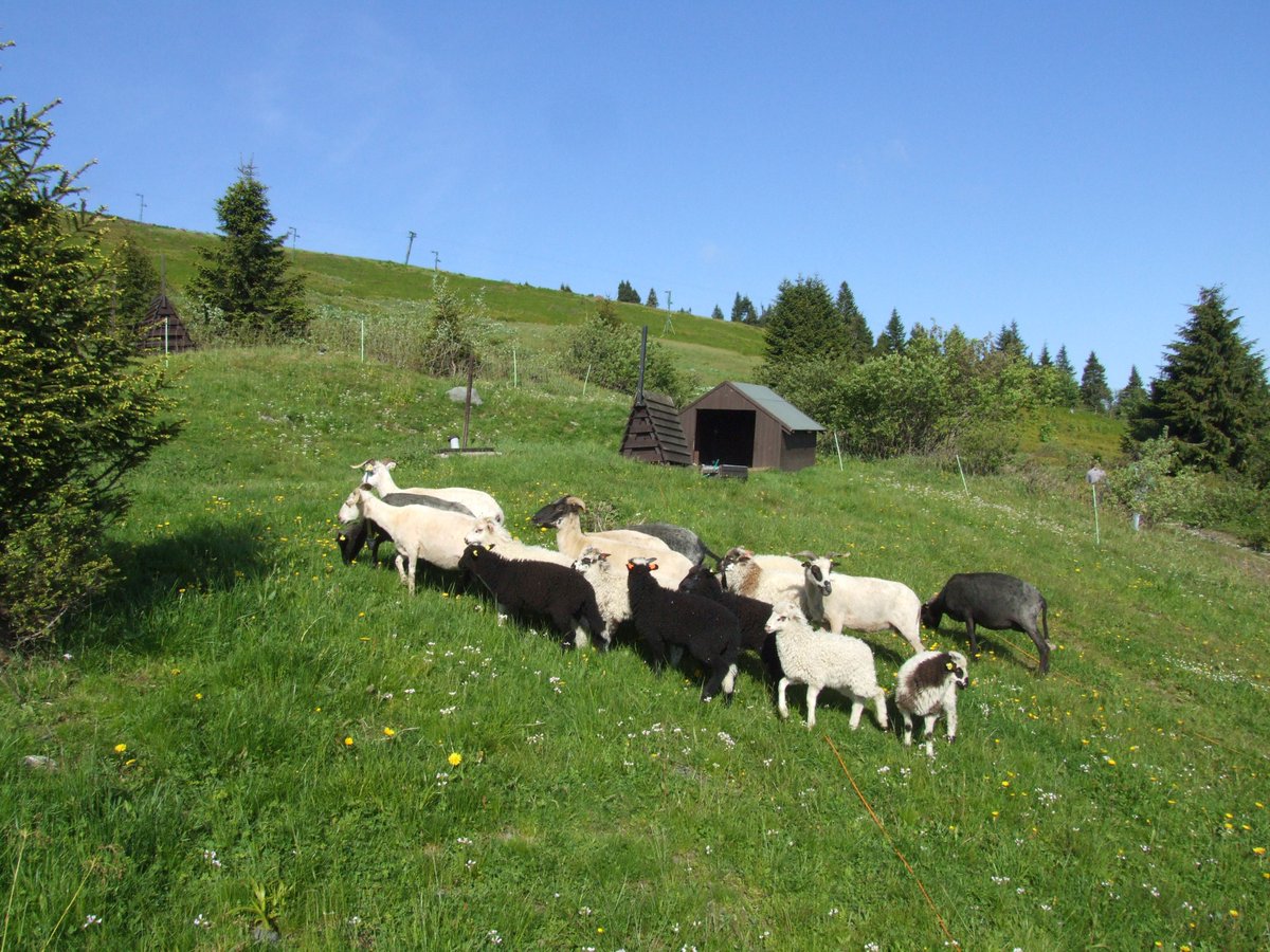Volná pastva ovcí se po osmdesáti letech vrací na jesenickou Ovčárnu. Měla by pomáhat obnovit pestrost zdejších vysokohorských trávníků.  Výsledky uvidíme možná už napřesrok. 
jeseniky.nature.cz/-/kvuli-vzacny…