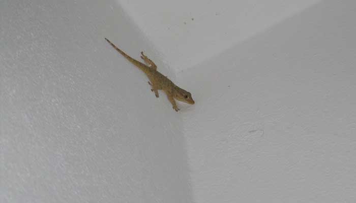 bliblidotcom's tweet photo. Sebutin satu hal yang nempel di dinding! Selain cicak🦎

#spilljawabanmu https://t.co/GD0ekdYMT0