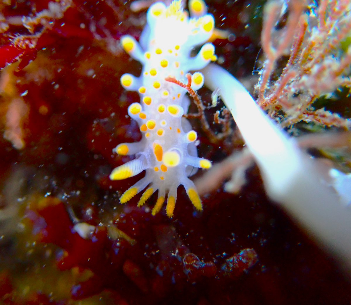 estacanicazul's tweet photo. Un #Limariaclavigera #nudibranquio de 10 mm
Se suele ver en zonas con algas sobre todo rojas, porque sobre ellas viven algunos #briozoos que consume.
Los ¨cuernos¨ mas grandes de la parte anterior se llaman #rinóforos y son quimiosensibles como olfato y gusto a la vez. https://t.co/QbzRl5wyFQ