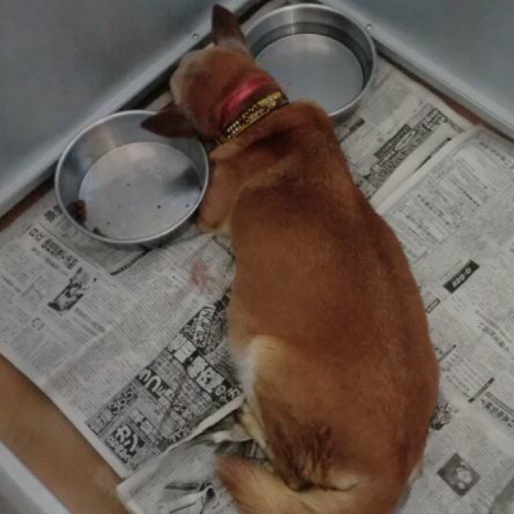 Rubylov65969168's tweet photo. ＃冷酷

数年前 飼い主に持ち込まれた子
必死にご飯を食べ吐くを繰り返す

自分が生きる為では無く
お腹の中の仔犬の為だった

この姿を見かねた人が
迎えに行った朝
犬舎の中でたった独りぼっちで
息絶えていた母犬

この母犬と仔犬の
命と涙の重さを
捨てた飼い主に絶対解るはずがない‼️
恥を知れ‼️ https://t.co/yl9LnLajMQ