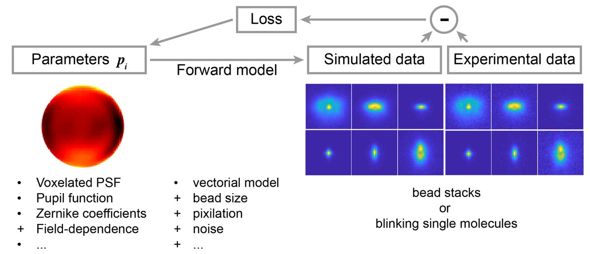 Jonas Ries (@jonasries) on Twitter photo uiPSF, our toolbox to infer accurate PSF models from bead stacks or blinking molecules is out in Nature Methods. Amazing collaboration with the <a href="/YimingLi_SZ/">Yiming Li</a>, <a href="/ShechtmanLab/">Nano Bio Optics Lab (Yoav Shechtman)</a> and <a href="/Heintzmann/">Henry Heintzmann</a> labs. Free PDF: rdcu.be/dJLFJ. nature.com/articles/s4159… uiPSF, our toolbox to infer accurate PSF models from bead stacks or blinking molecules is out in Nature Methods. Amazing collaboration with the <a href="/YimingLi_SZ/">Yiming Li</a>, <a href="/ShechtmanLab/">Nano Bio Optics Lab (Yoav Shechtman)</a> and <a href="/Heintzmann/">Henry Heintzmann</a> labs. Free PDF: rdcu.be/dJLFJ. nature.com/articles/s4159…