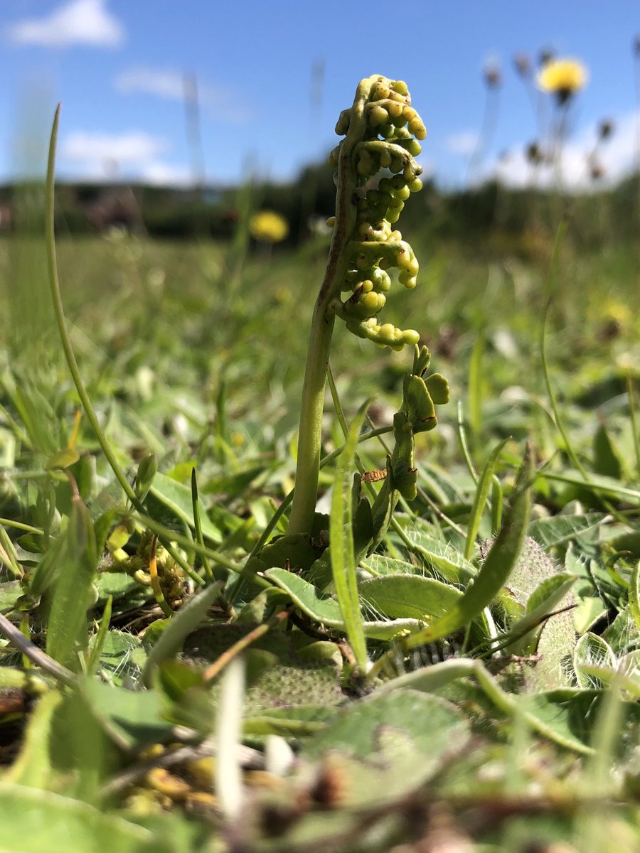 idedwards's tweet image. OVER THE MOON at finding Moonwort  among wildflowers on our local bing (colliery waste)! #rewilding ⁦@bigmeadowsearch⁩ ⁦@collieryspoil⁩ #Midlothian #ferns #plantlife