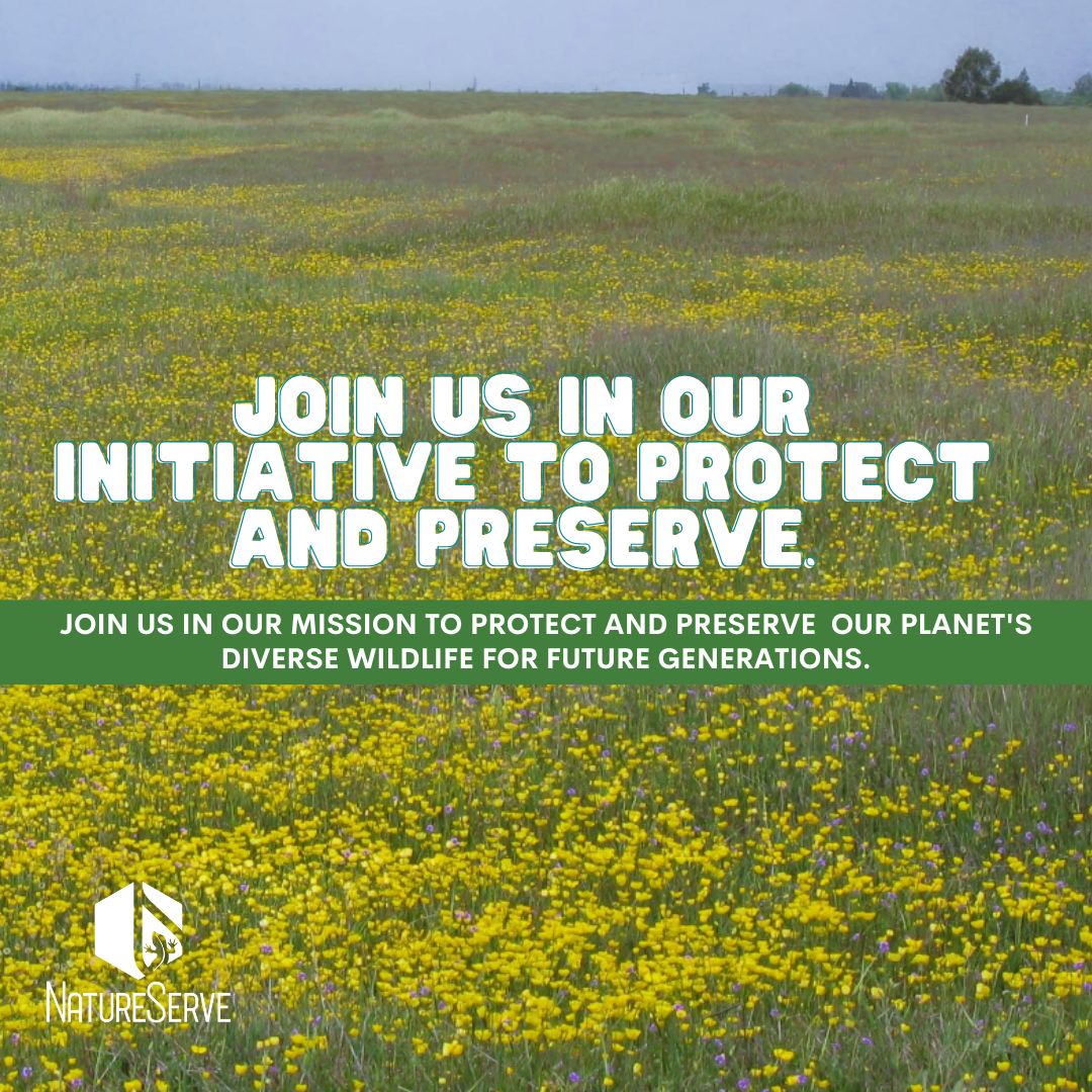 natureserve's tweet photo. Earlier this month we highlighted #EndangeredSpeciesDay, a day to unite and raise awareness  about the importance of our mission. Your donation to NatureServe directly supports crucial conservation efforts. Click the #linkbelow to join our efforts!
https://t.co/zX1UyAtyDi https://t.co/OH14l4ggdv