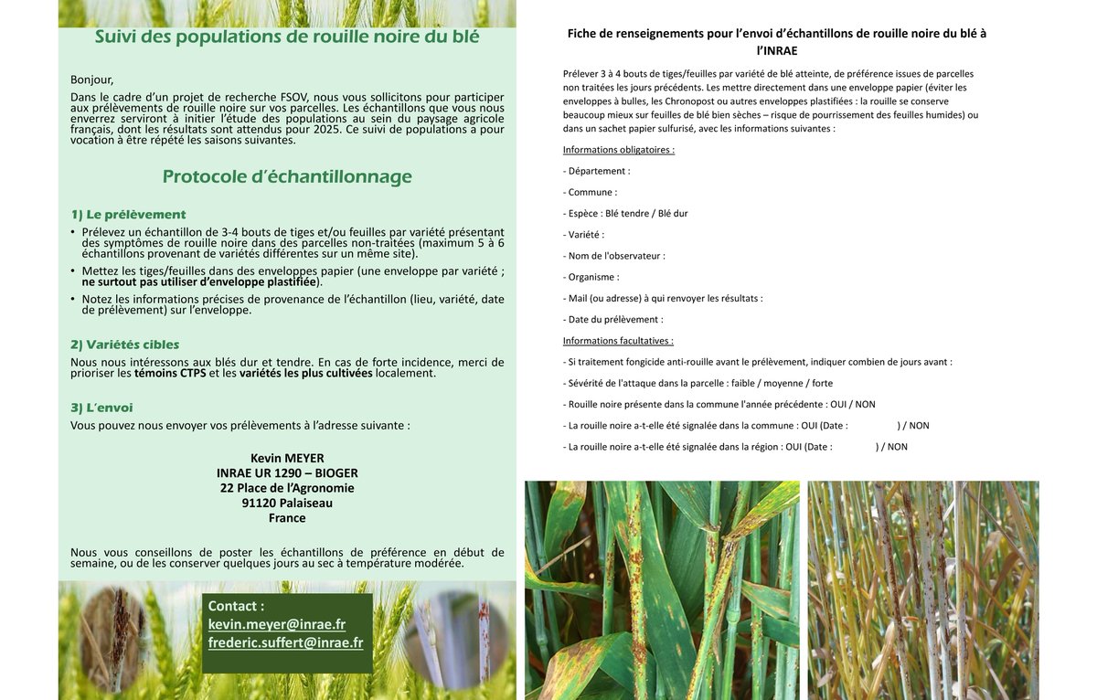 📣 Appel à prélèvements d'échantillons de #rouille noire du #blé dans le cadre du programme national FSOV pour caractériser les populations pathogènes 🇫🇷. Agriculteur, sélectionneur, chargé d'essai coop, ouvrez l'œil 👀 🙏. Modalités d'envoi précisées ici :