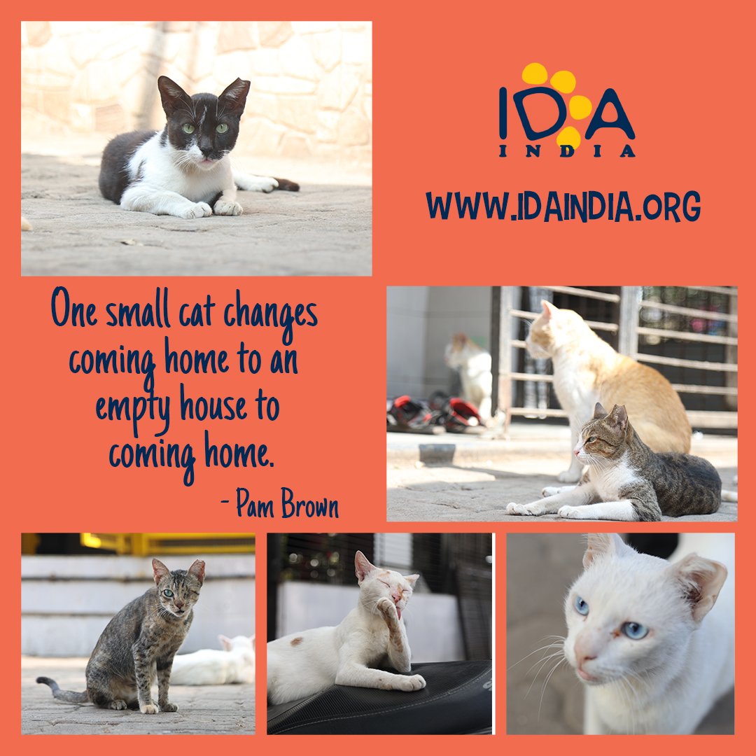✨ Get ready to kickstart your week with a dose of #MondayMotivation from IDA India! 💪 

Stay tuned every Monday for a boost of inspiration and positivity.

#IDAIndia #MotivationMonday #StayInspired #animalwelfare #animalprotection #animallover #animalrescue #animals #dog