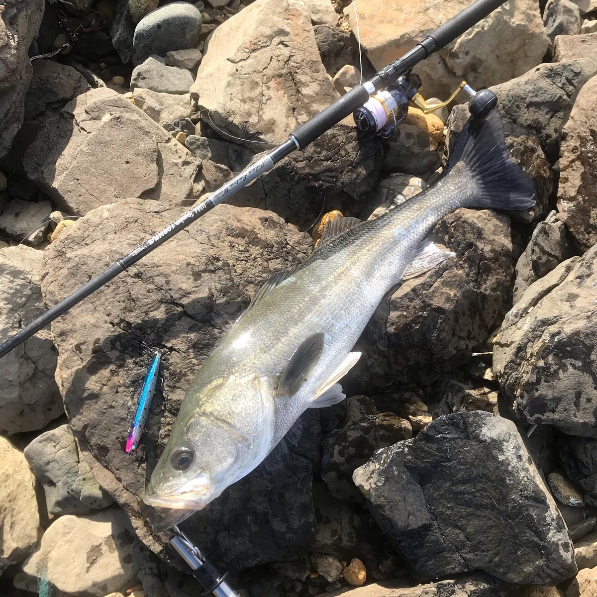 azmiwarniar's tweet photo. 79センチ9ポンド
#釣り #海釣り #フィッシング #ルアーフィッシング #ルアー #🎣 #釣りバカ #oceanfishing #Instagramfishing #fishinglife #fishing #fish #fishon #fisherman #fishingtime#スズキ#鱸#シーバス#ロックショア#jumprize #かっ飛び棒 #ぶっ飛び君95s #mcworks # https://t.co/vCgml6x6Xm