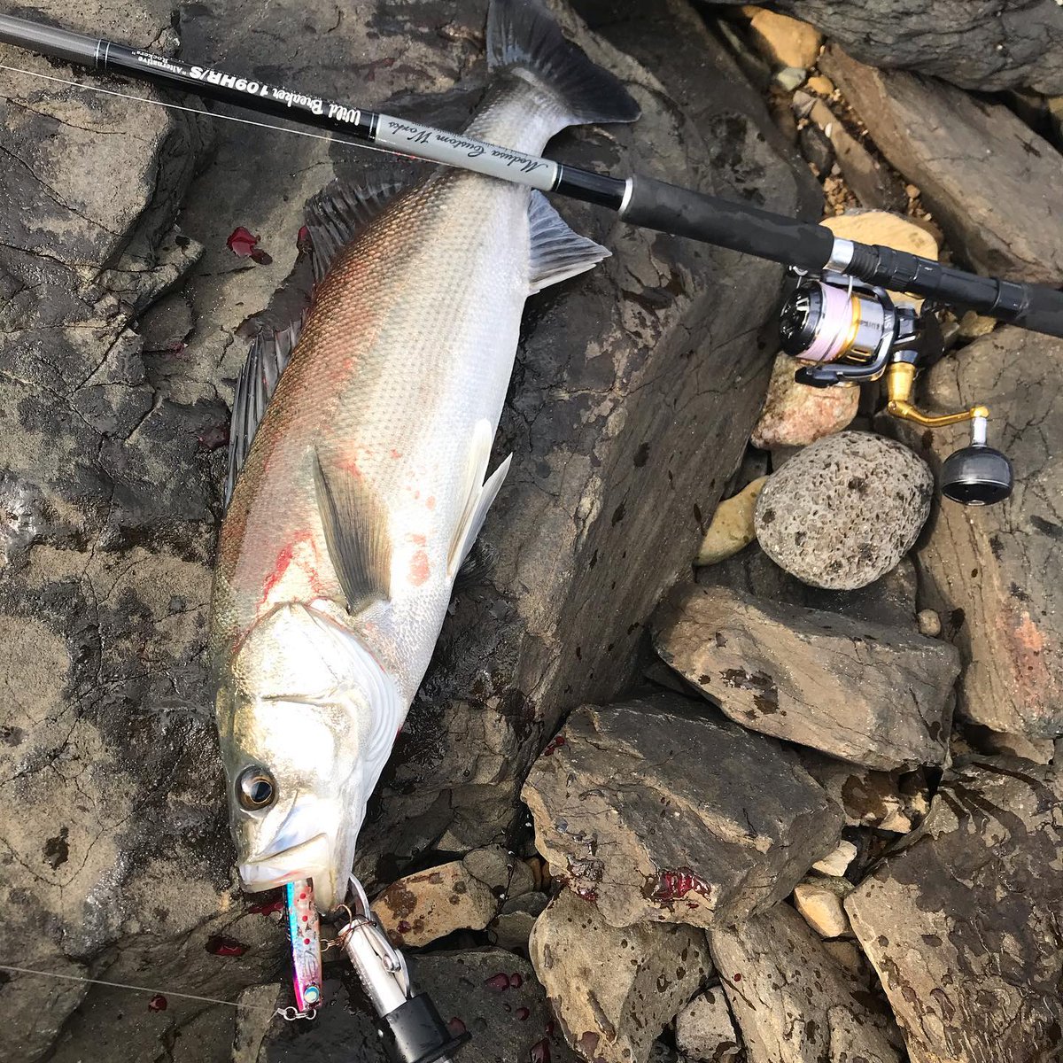 azmiwarniar's tweet photo. 79センチ9ポンド
#釣り #海釣り #フィッシング #ルアーフィッシング #ルアー #🎣 #釣りバカ #oceanfishing #Instagramfishing #fishinglife #fishing #fish #fishon #fisherman #fishingtime#スズキ#鱸#シーバス#ロックショア#jumprize #かっ飛び棒 #ぶっ飛び君95s #mcworks # https://t.co/vCgml6x6Xm