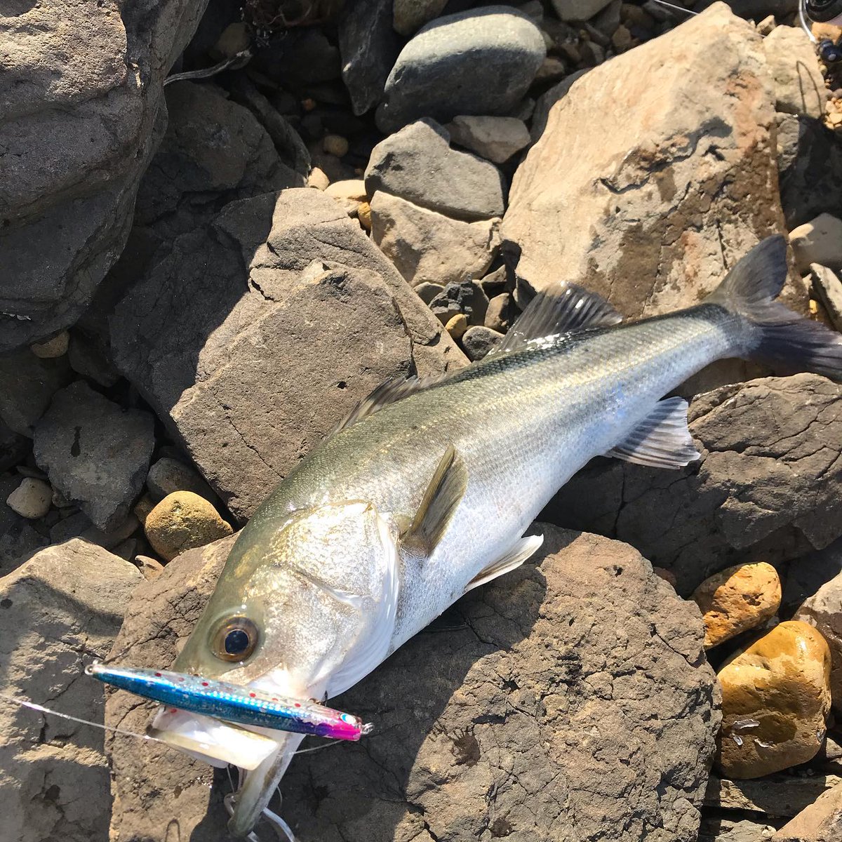 azmiwarniar's tweet photo. 79センチ9ポンド
#釣り #海釣り #フィッシング #ルアーフィッシング #ルアー #🎣 #釣りバカ #oceanfishing #Instagramfishing #fishinglife #fishing #fish #fishon #fisherman #fishingtime#スズキ#鱸#シーバス#ロックショア#jumprize #かっ飛び棒 #ぶっ飛び君95s #mcworks # https://t.co/vCgml6x6Xm