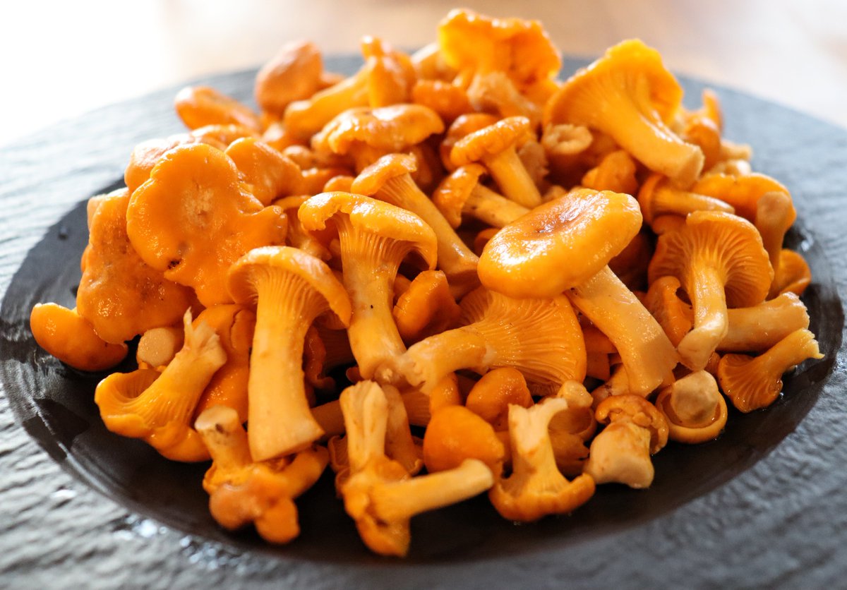 Neticami agra pāreja no piepēm uz gailenēm jeb ilustrētā vakardiena. Kurzemes 2. jūnija sēnes.