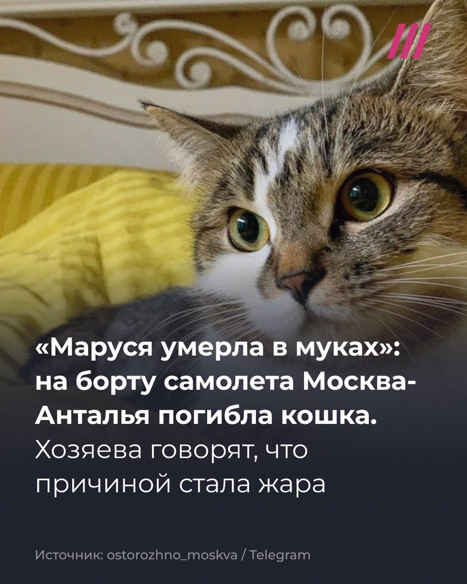 tvrain's tweet photo. Во врем�� рейса из Москвы в Турцию умерла кошка. Хозяева заявили, что бортпроводники не разрешили достать переноску из-под сиденья и животное погибло из-за жары https://t.co/w16D9JqO0R